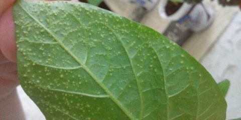 Štetočine slatke paprike u stakleniku: borba protiv njih, fotografija